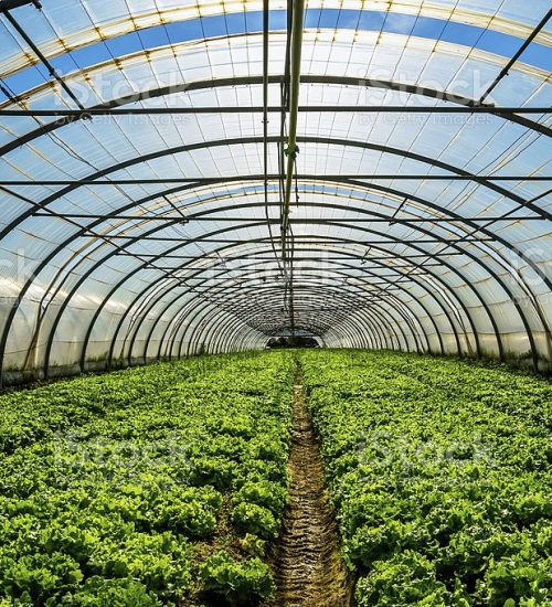 Young plants growing in a very large plant nursery in the france