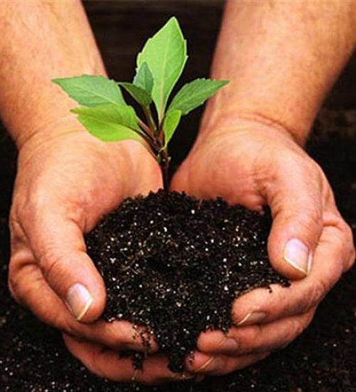 organic-bio-fertilizers-1502888295-3222209